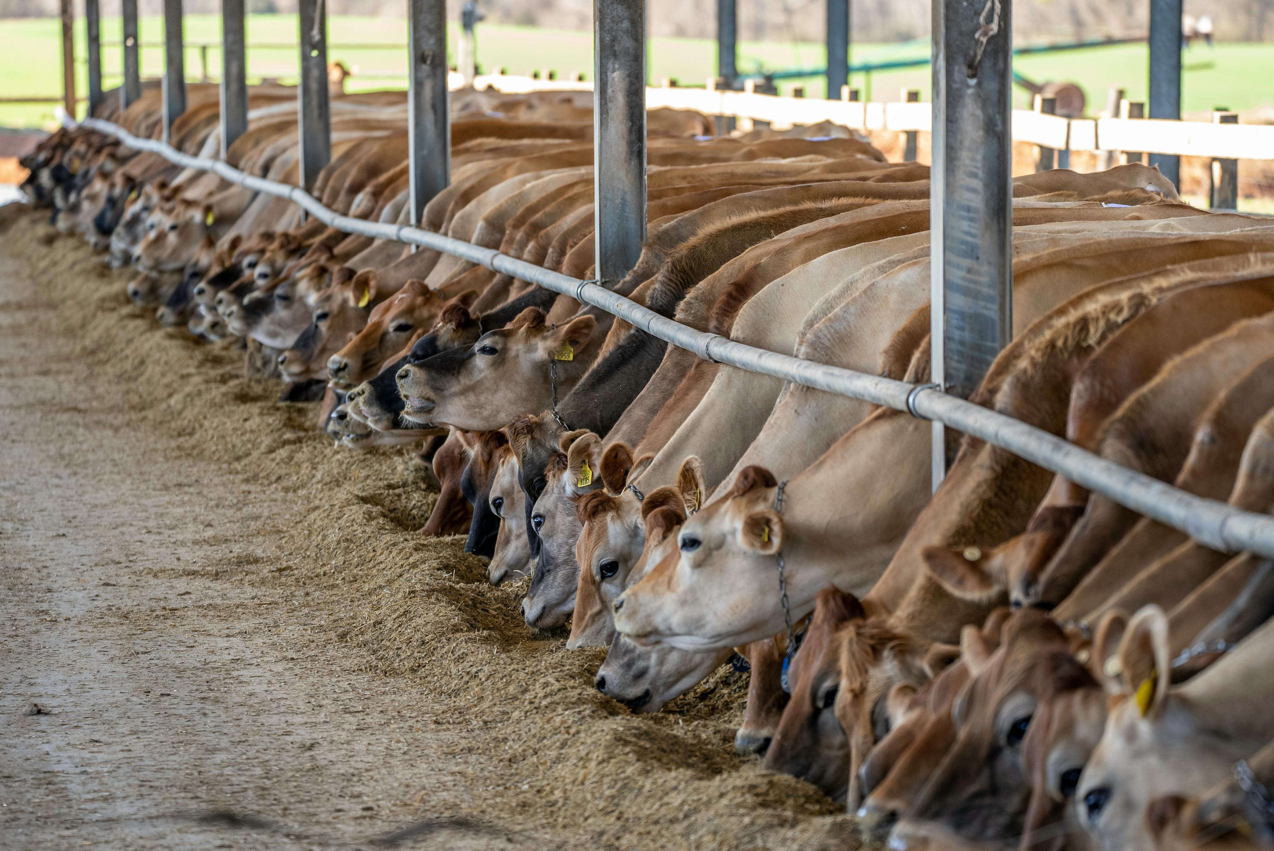 Animal Feeds