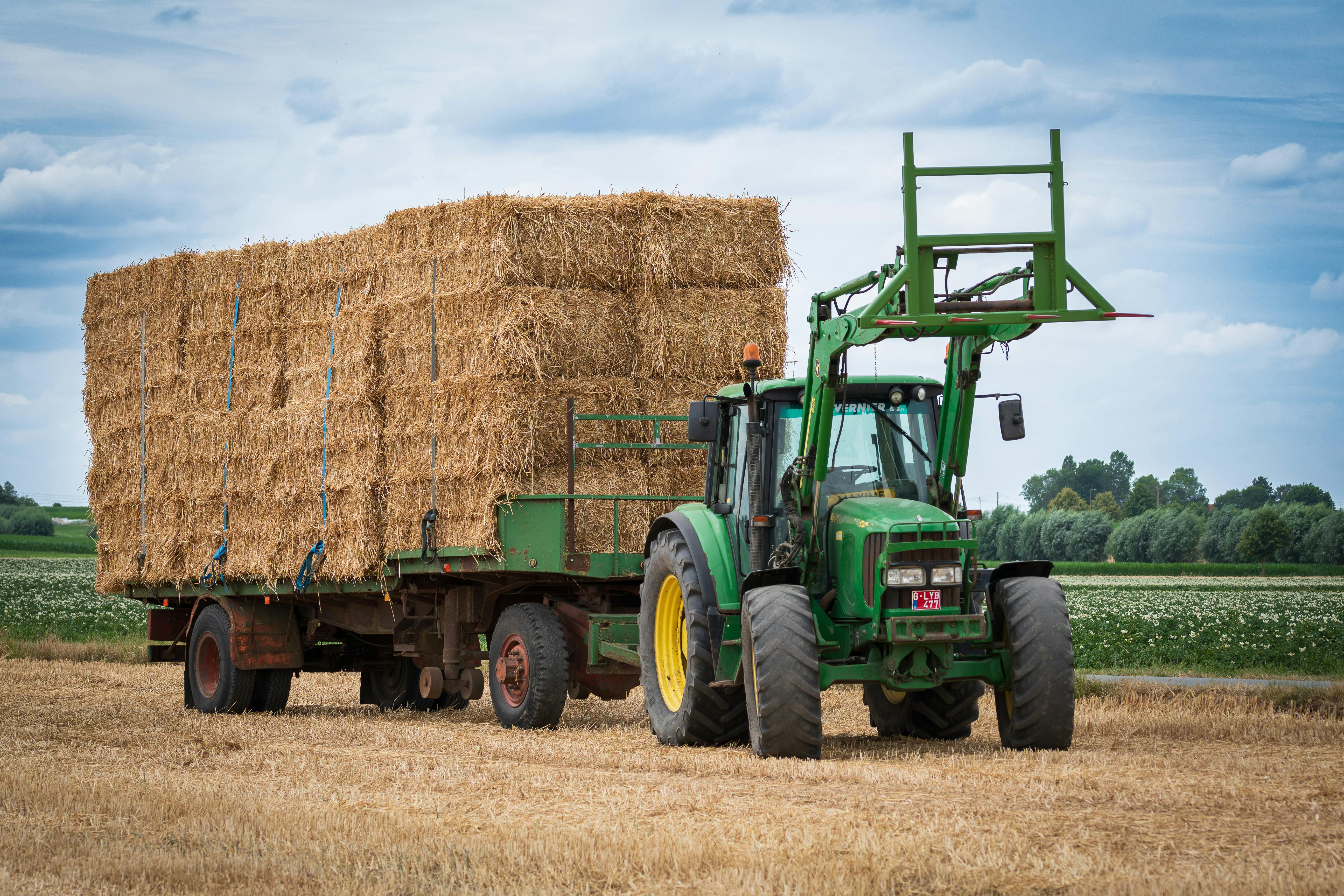 Hay Grass