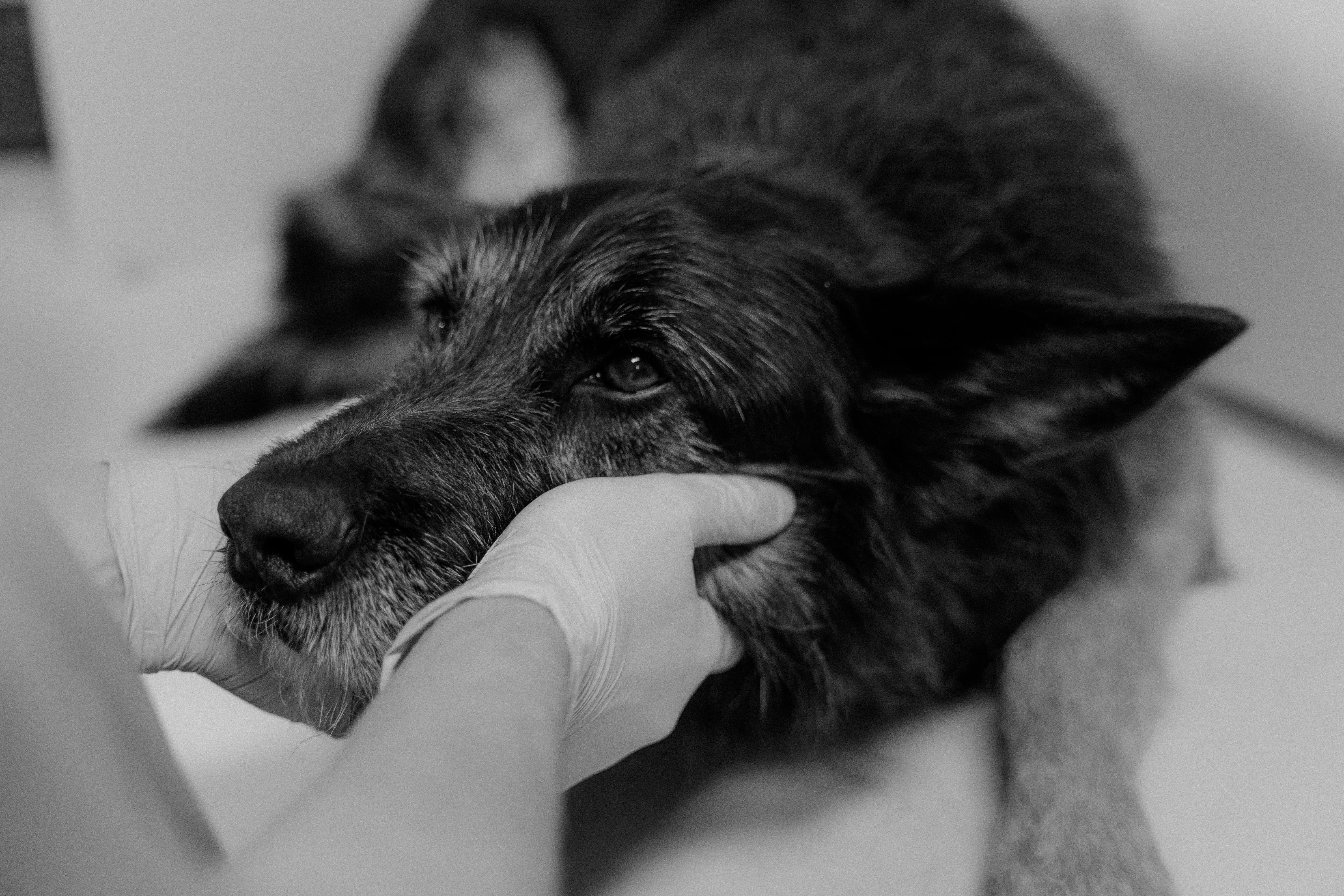 Veterinary Services